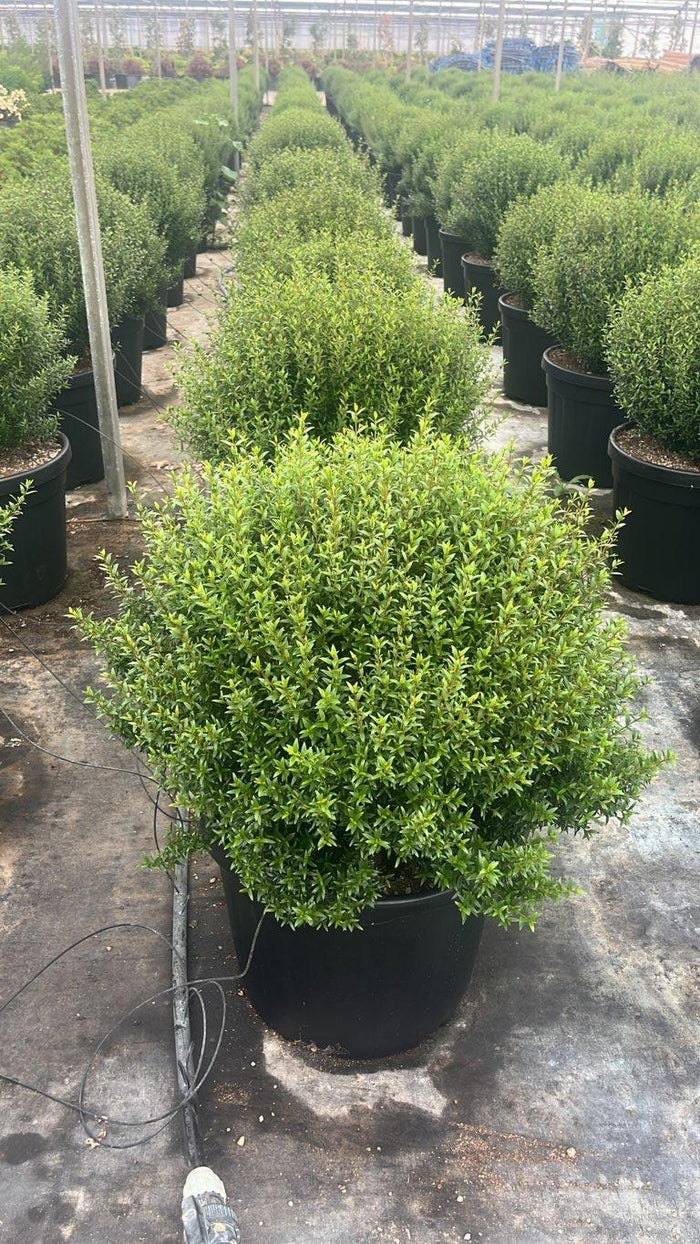MYRTUS COMMUNIS MICROPHYLLA Mirto