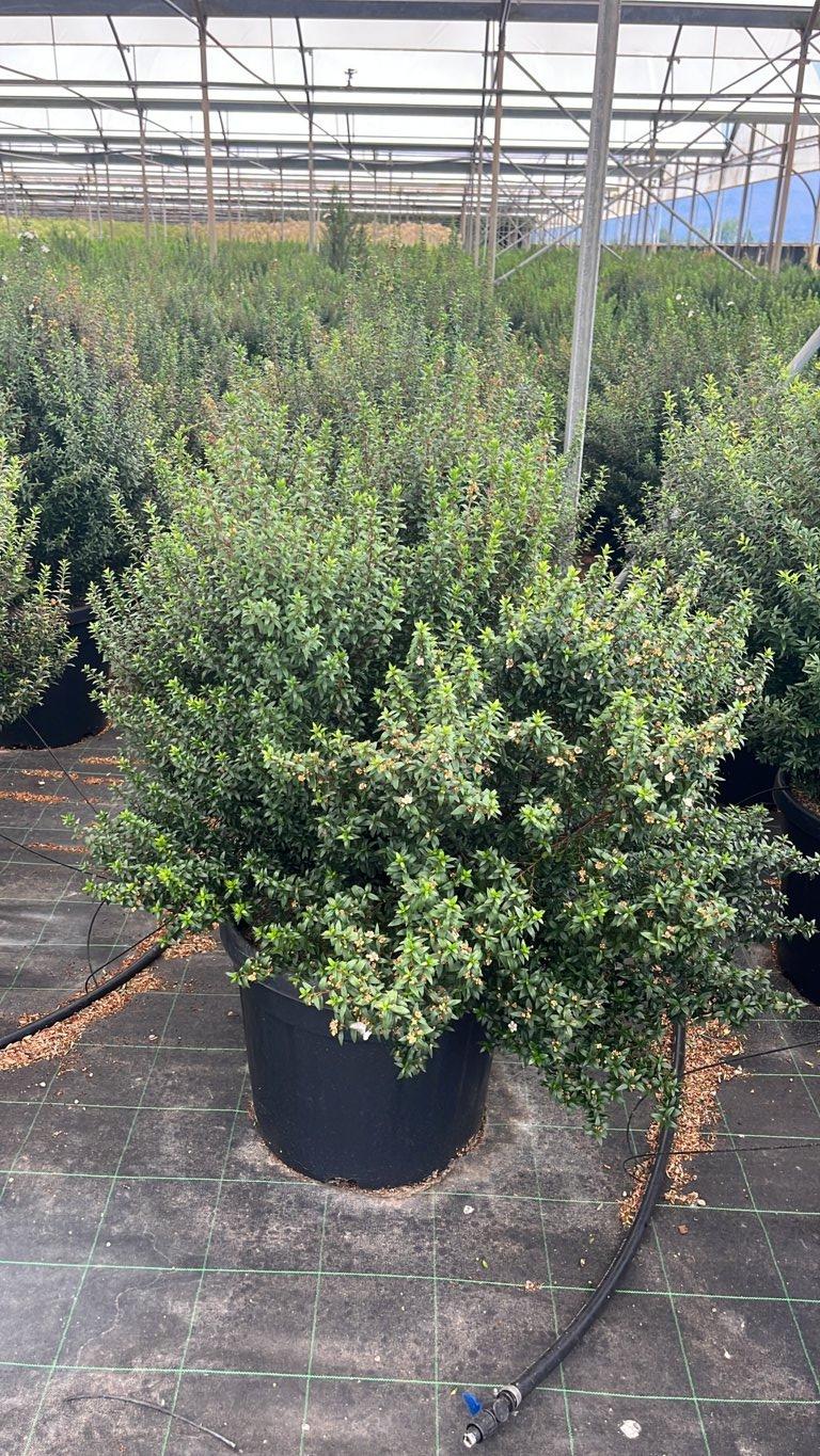 MYRTUS COMMUNIS MICROPHYLLA Mirto