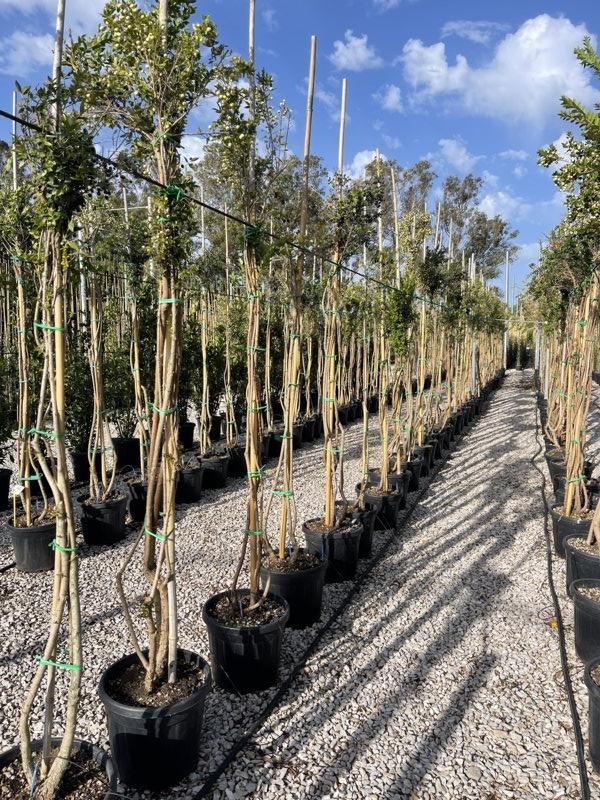 MYRTUS COMMUNIS Mirto