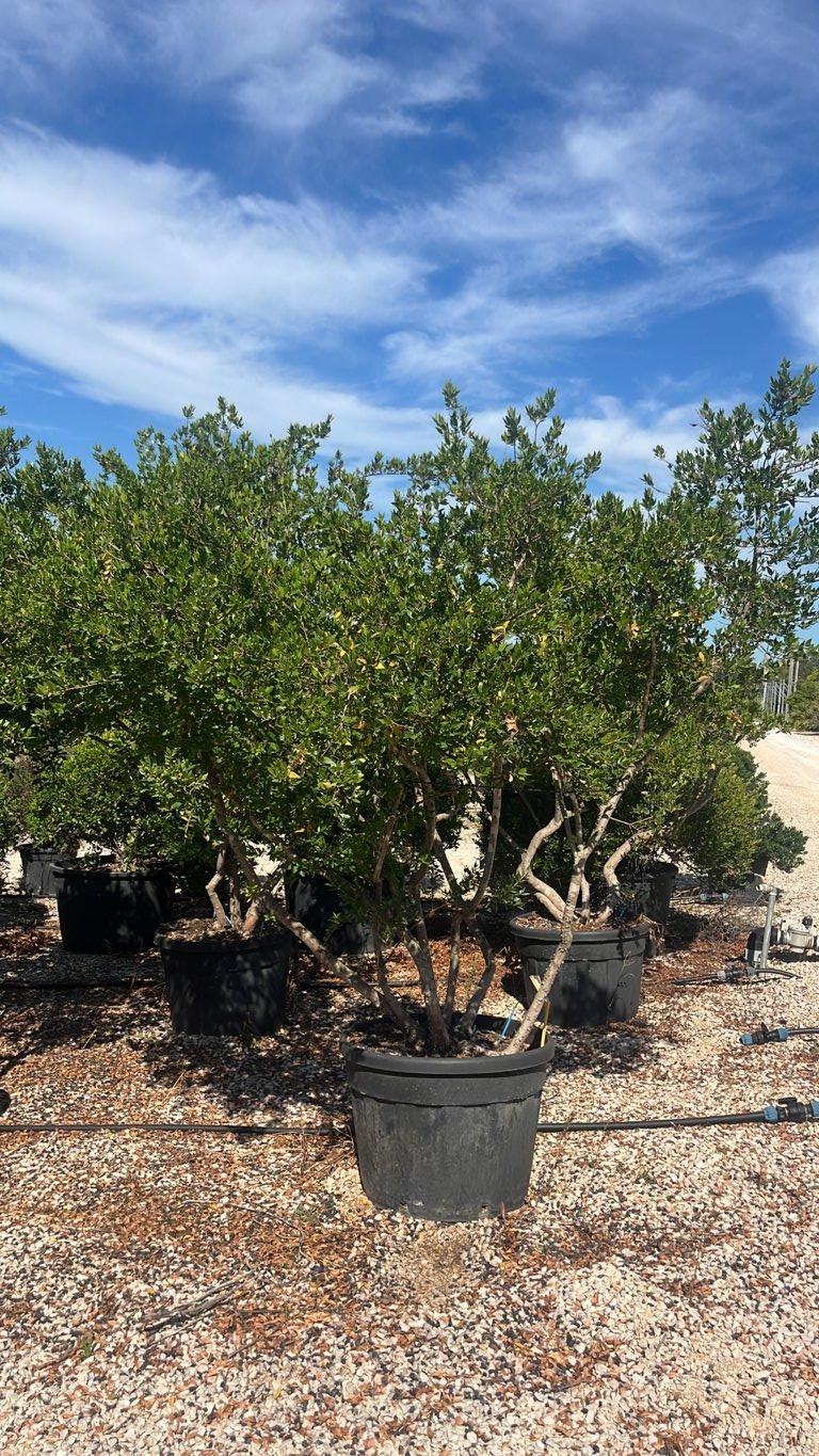 MYRTUS COMMUNIS Mirto