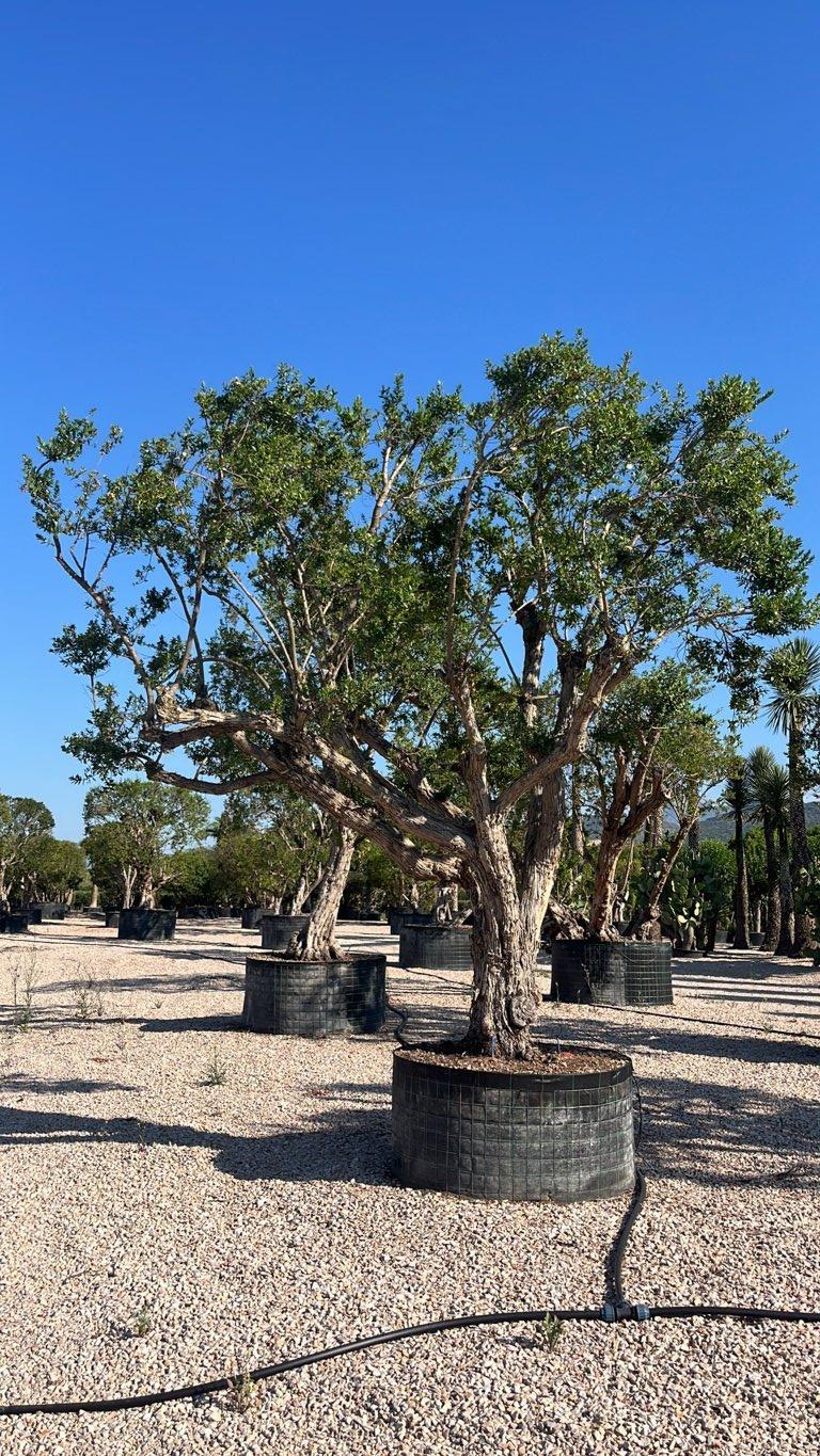 MYRTUS COMMUNIS Mirto