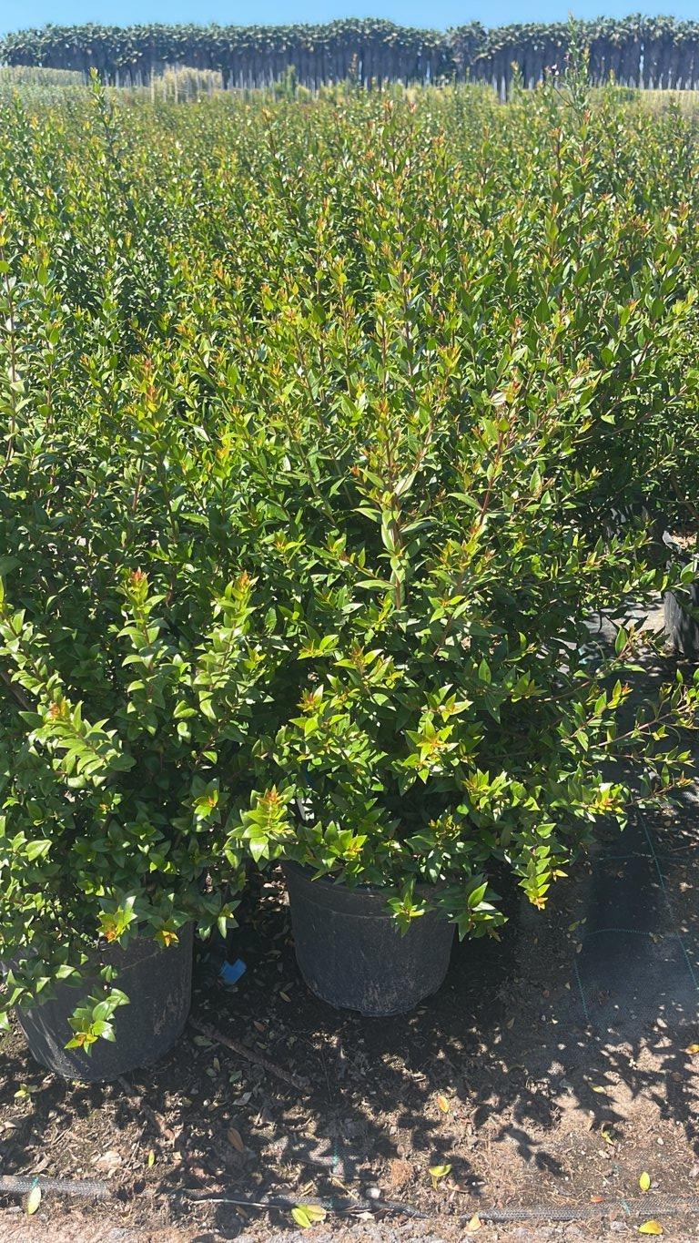 MYRTUS COMMUNIS Mirto