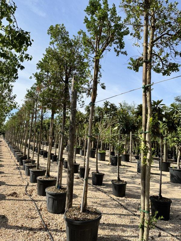 MYRTUS COMMUNIS Mirto
