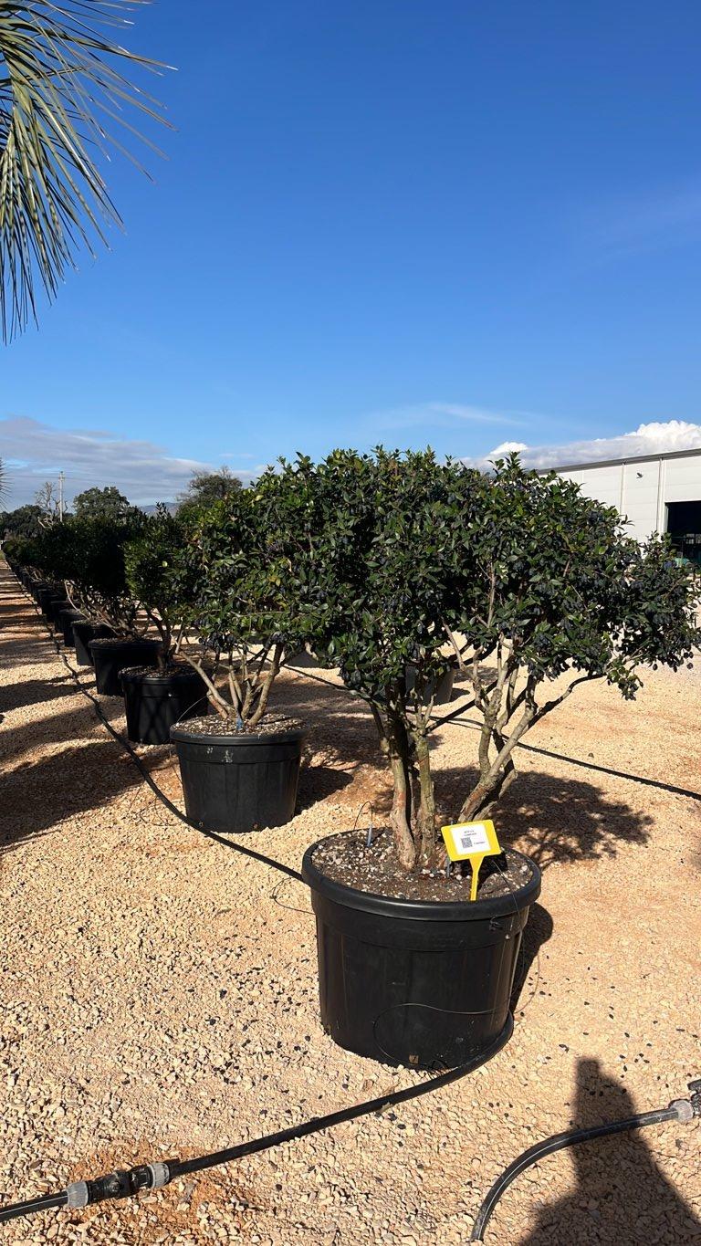 MYRTUS COMMUNIS Mirto