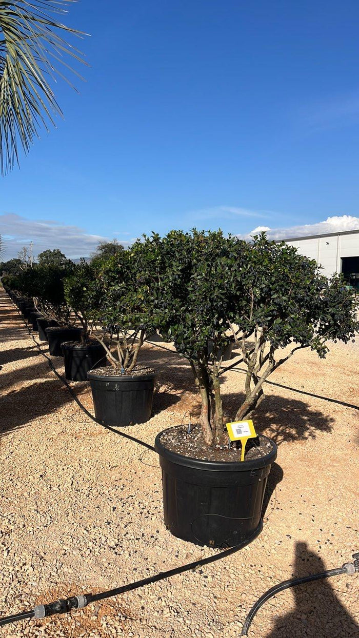 MYRTUS COMMUNIS Mirto