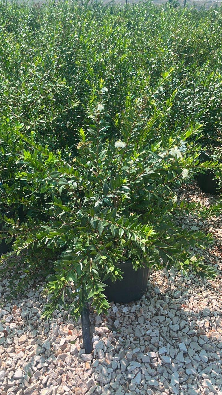 MYRTUS COMMUNIS Mirto