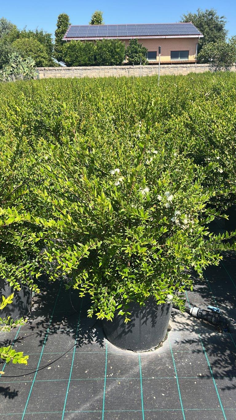 MYRTUS COMMUNIS Mirto