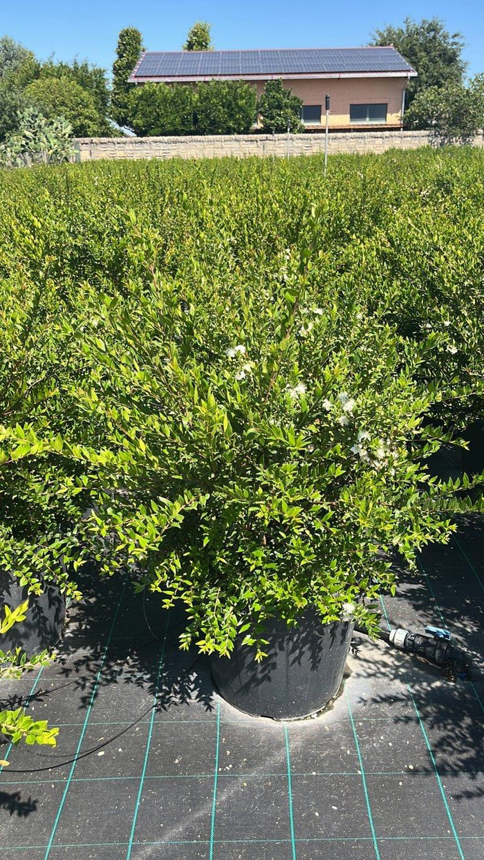 MYRTUS COMMUNIS Mirto