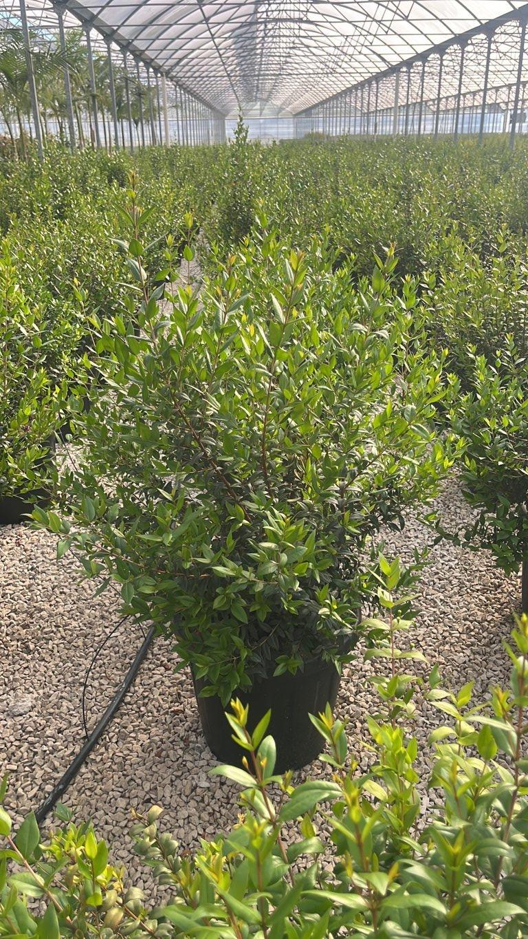 MYRTUS COMMUNIS NERO Mirto