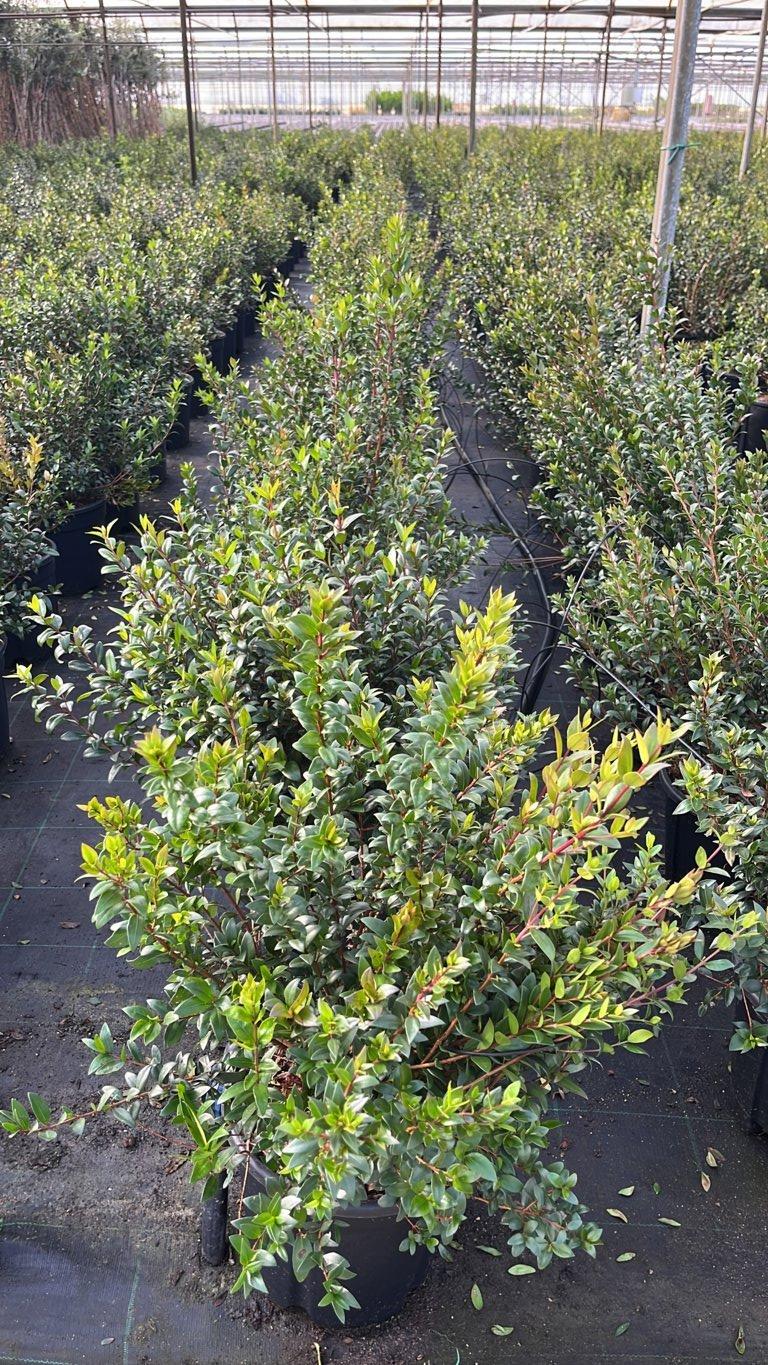 MYRTUS COMMUNIS NERO Mirto
