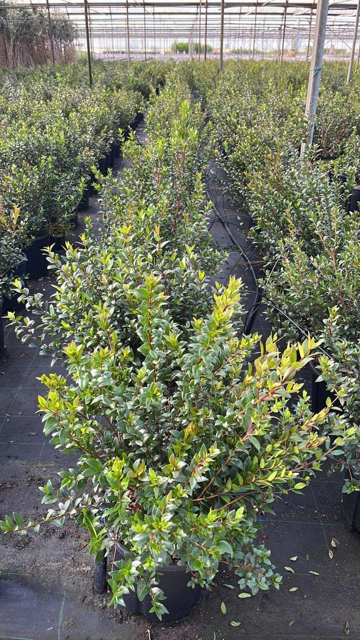 MYRTUS COMMUNIS NERO Mirto