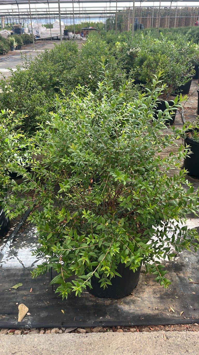 MYRTUS COMMUNIS NERO Mirto