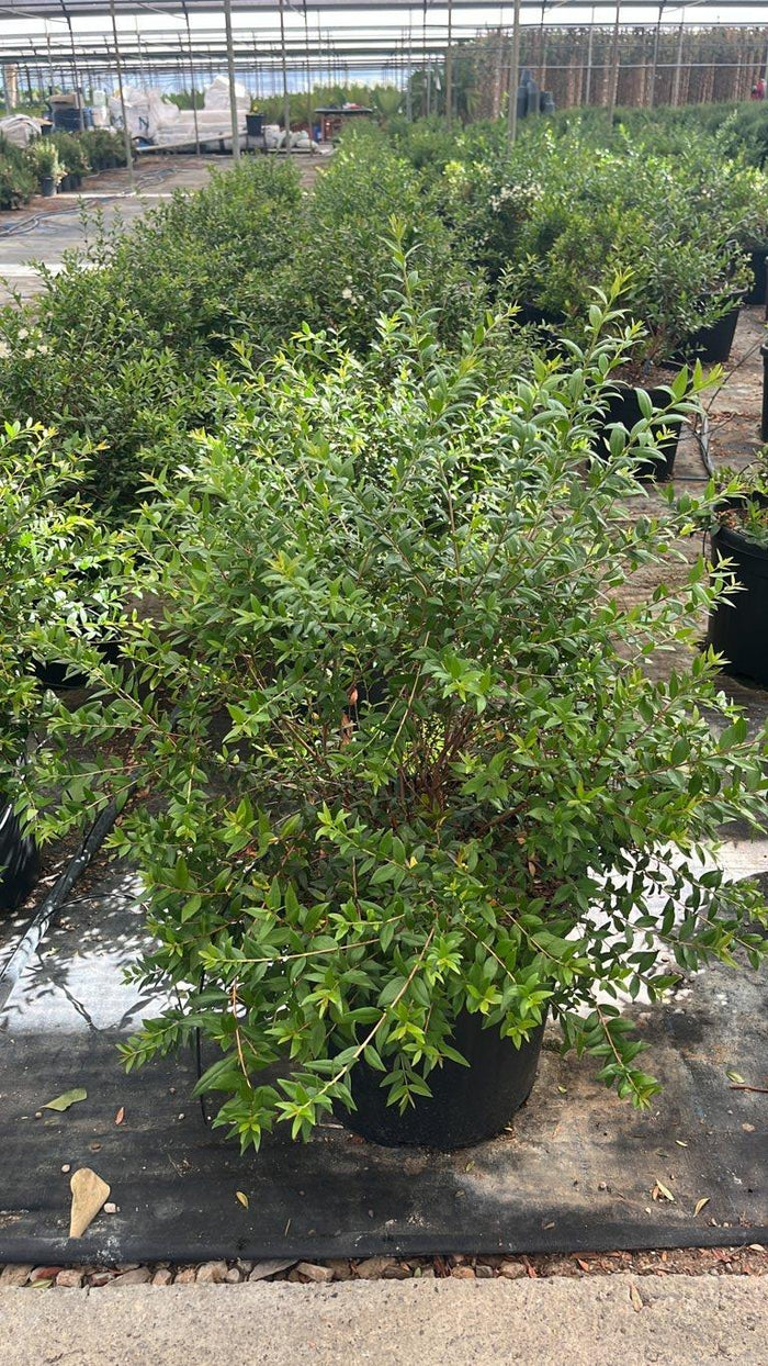 MYRTUS COMMUNIS NERO Mirto
