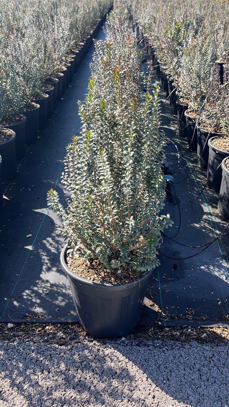 MYRTUS COMMUNIS TARENTINA Mirto