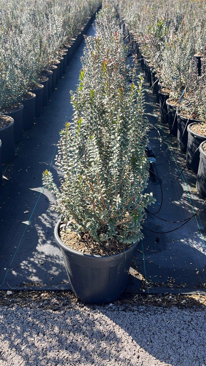 MYRTUS COMMUNIS TARENTINA Mirto