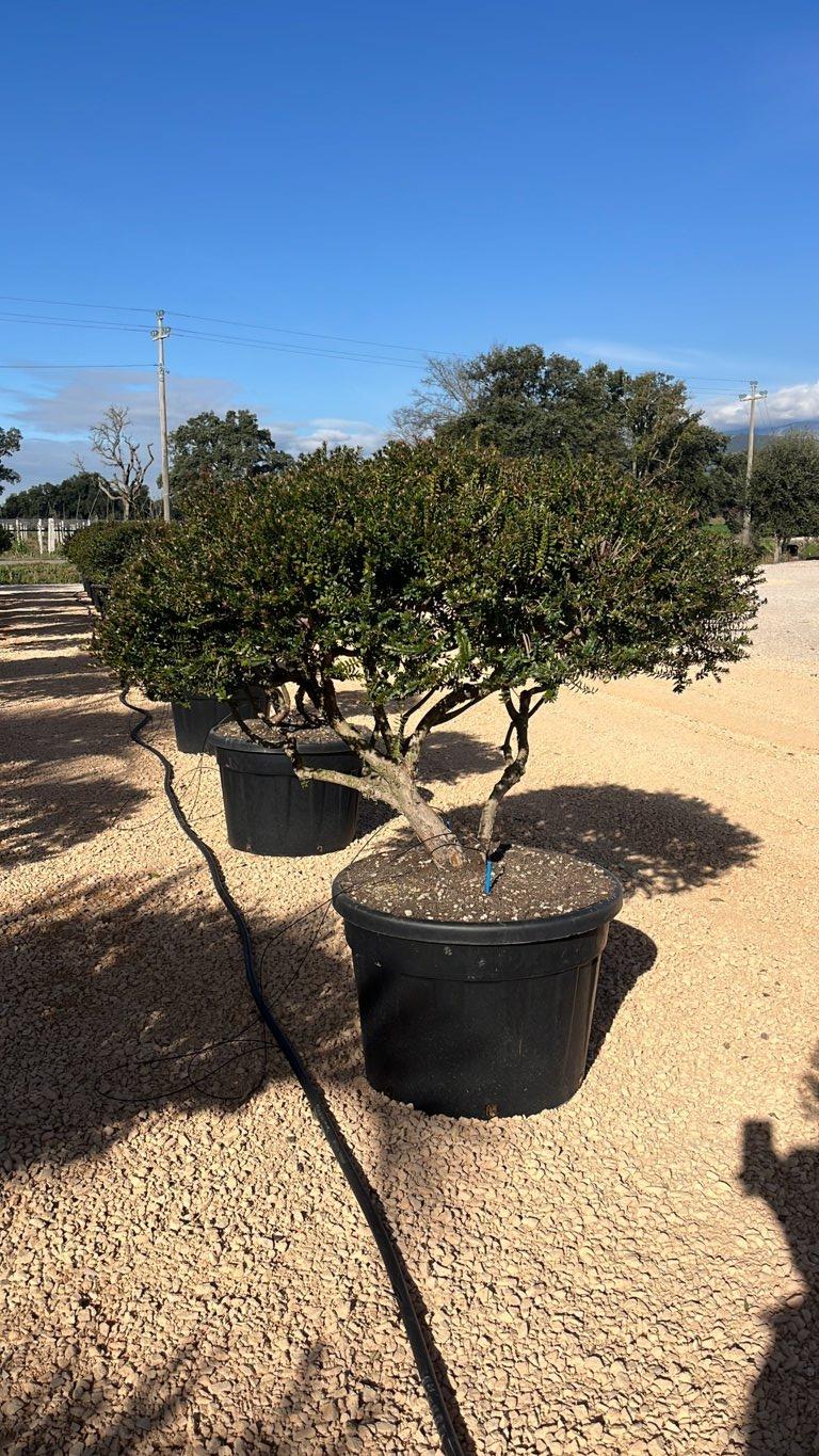 MYRTUS COMMUNIS TARENTINA Mirto