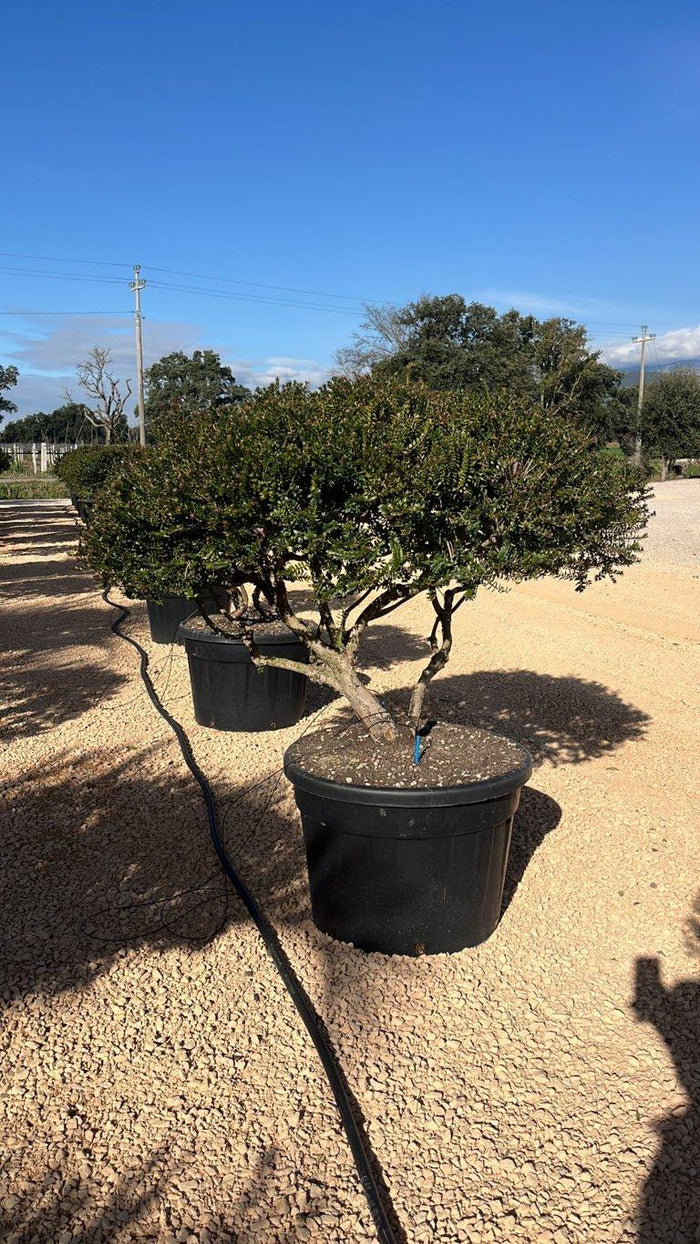 MYRTUS COMMUNIS TARENTINA Mirto