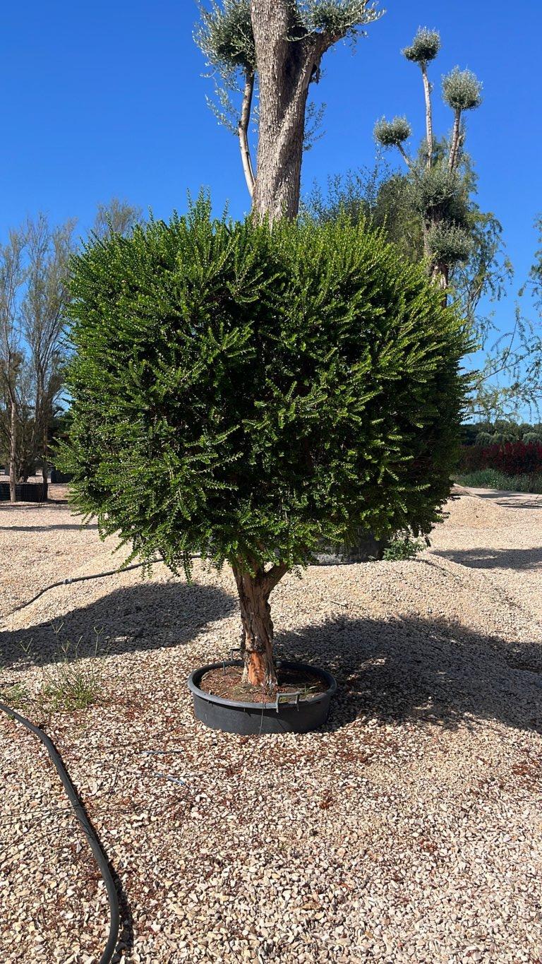 MYRTUS COMMUNIS TARENTINA Mirto