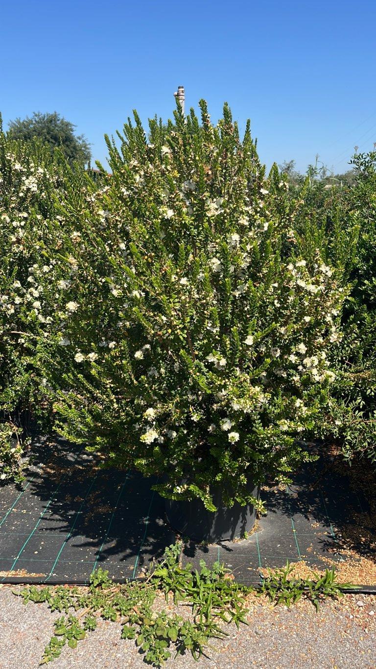 MYRTUS COMMUNIS TARENTINA Mirto