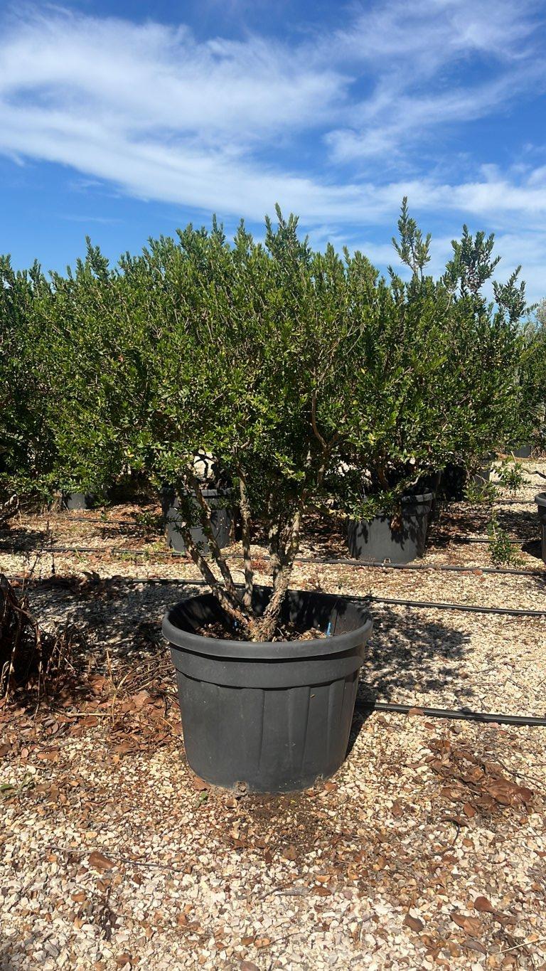 MYRTUS COMMUNIS TARENTINA Mirto