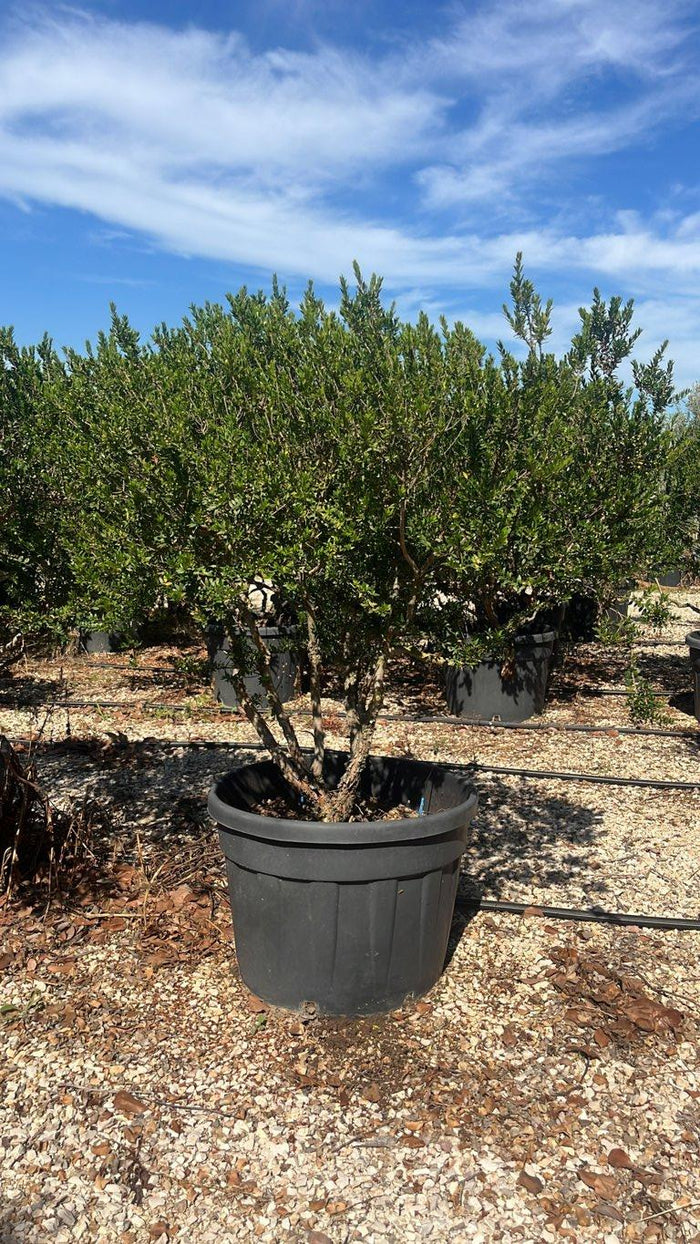 MYRTUS COMMUNIS TARENTINA Mirto