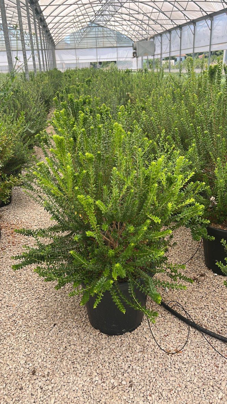 MYRTUS COMMUNIS TARENTINA Mirto
