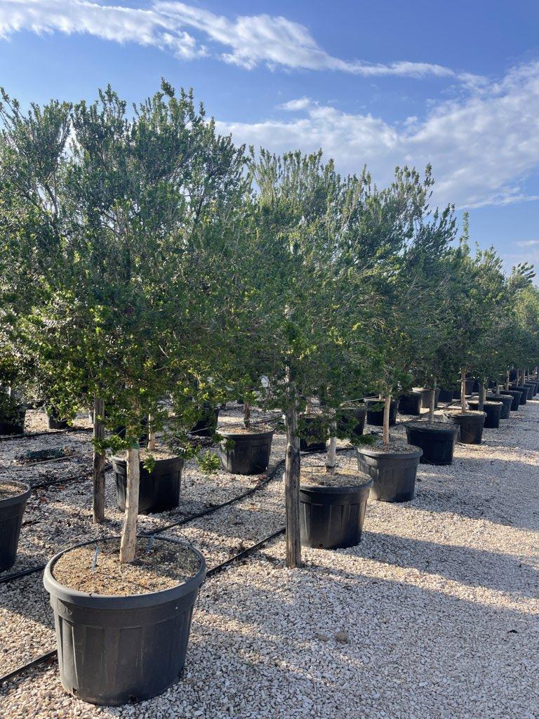 MYRTUS COMMUNIS TARENTINA Mirto