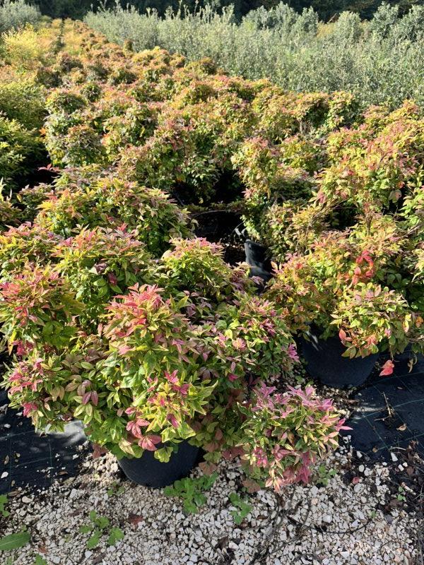 NANDINA DOMESTICA BLUSH PINK Nandina