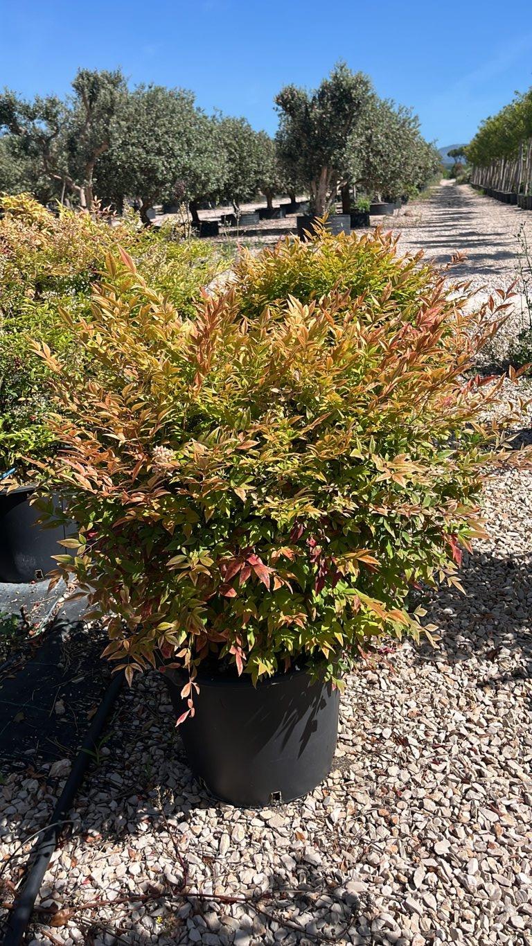 NANDINA DOMESTICA GULF STREAM Nandina