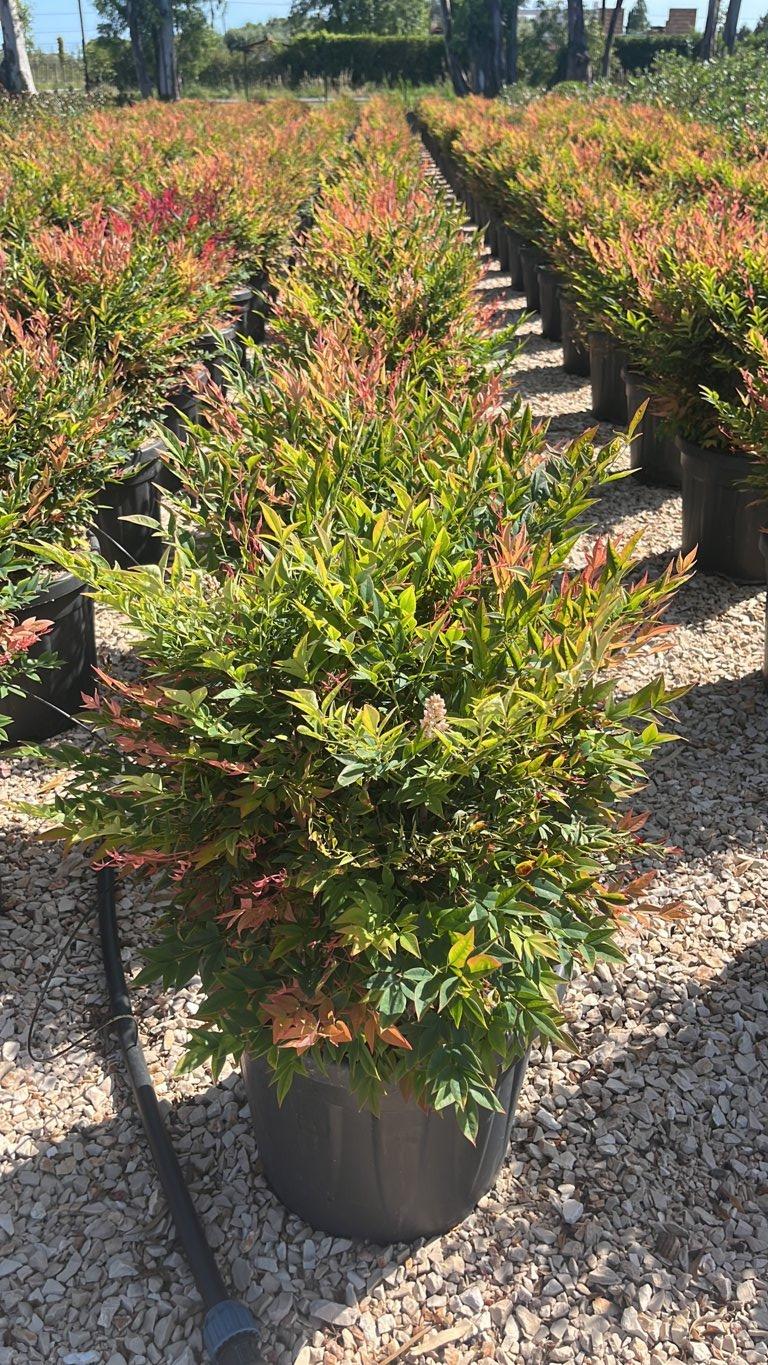 NANDINA DOMESTICA GULF STREAM Nandina