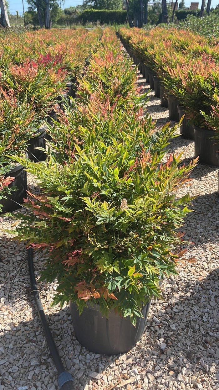 NANDINA DOMESTICA GULF STREAM Nandina