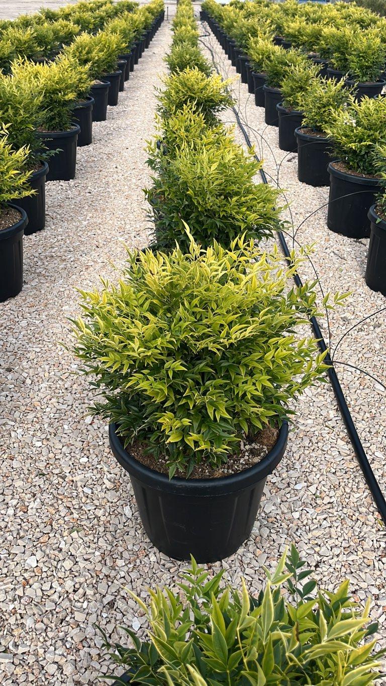 NANDINA DOMESTICA LEMON-LIME Nandina