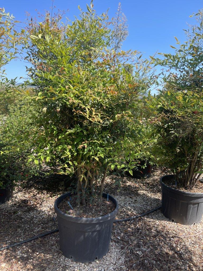 NANDINA DOMESTICA Nandina