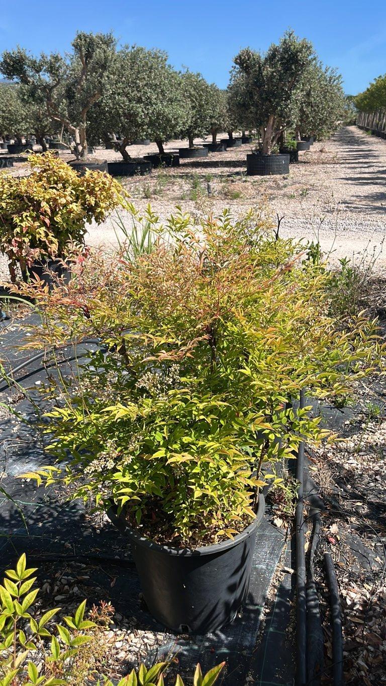 NANDINA DOMESTICA Nandina