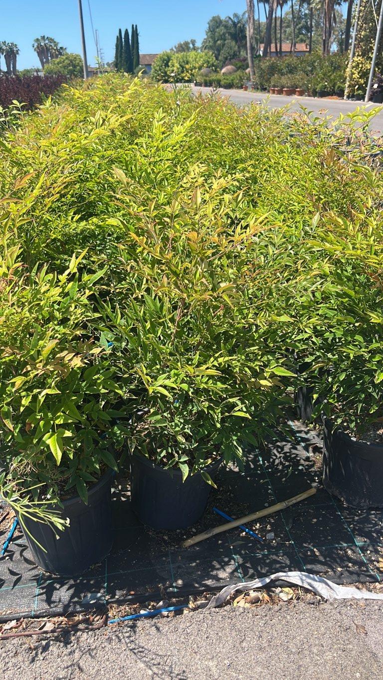 NANDINA DOMESTICA Nandina