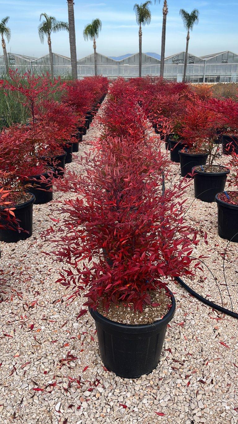 NANDINA DOMESTICA Nandina