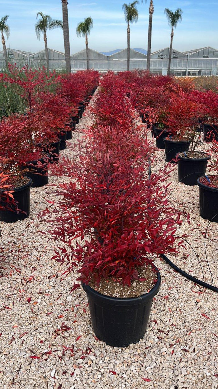 NANDINA DOMESTICA Nandina