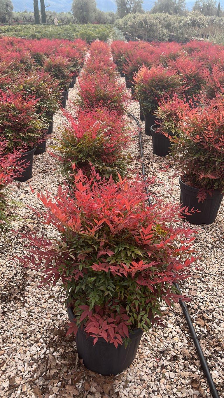 NANDINA DOMESTICA OBSESSED SEIKA Nandina