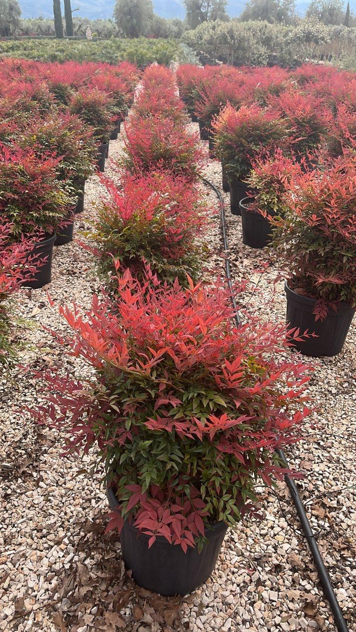 NANDINA DOMESTICA OBSESSED SEIKA Nandina