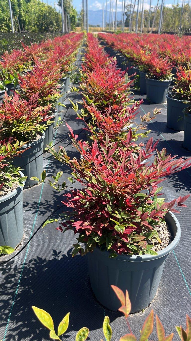 NANDINA DOMESTICA OBSESSED SEIKA Nandina