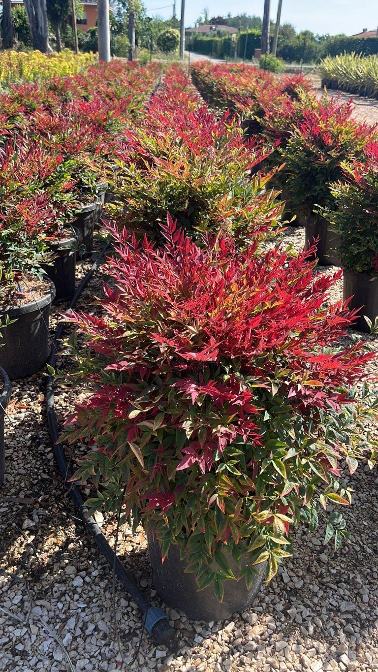 NANDINA DOMESTICA OBSESSED SEIKA Nandina