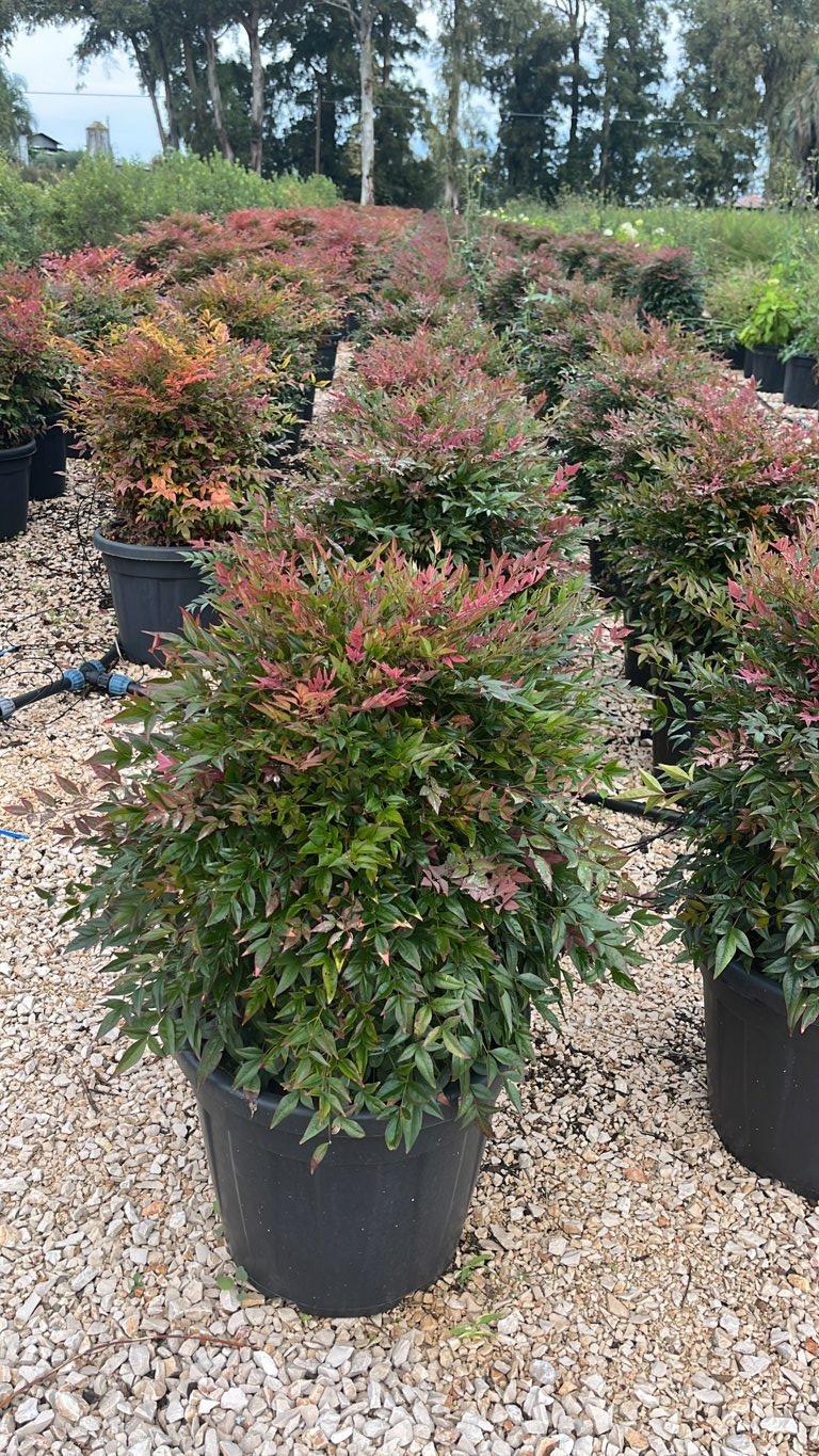 NANDINA DOMESTICA OBSESSED SEIKA Nandina