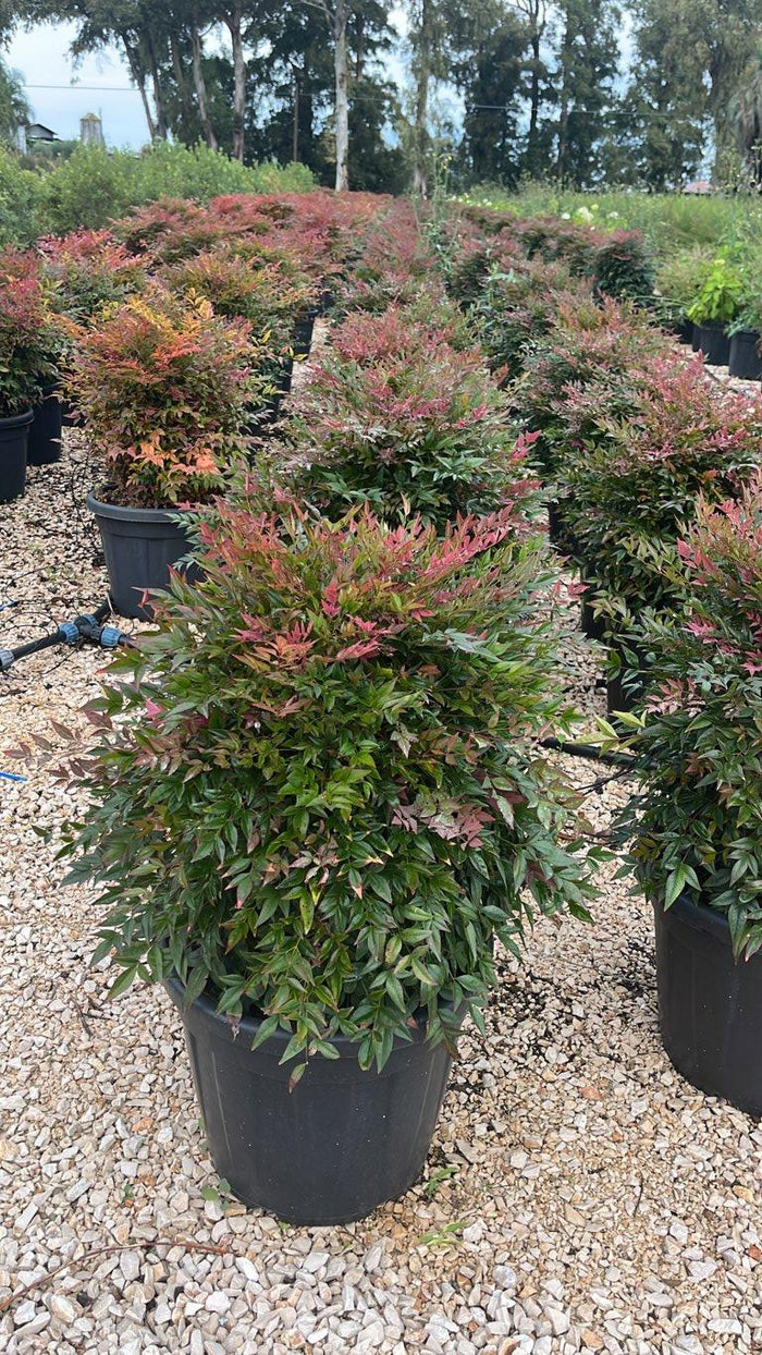 NANDINA DOMESTICA OBSESSED SEIKA Nandina