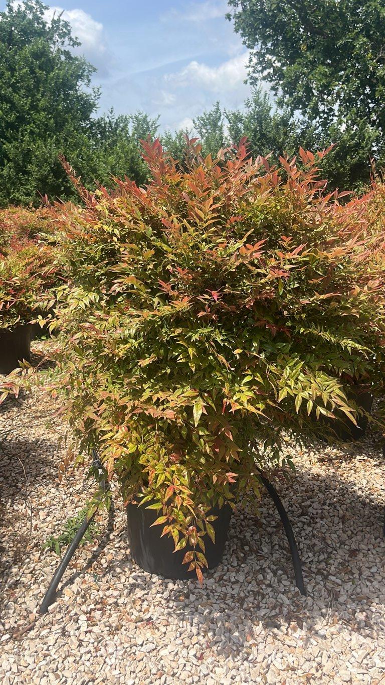 NANDINA DOMESTICA OBSESSED SEIKA Nandina