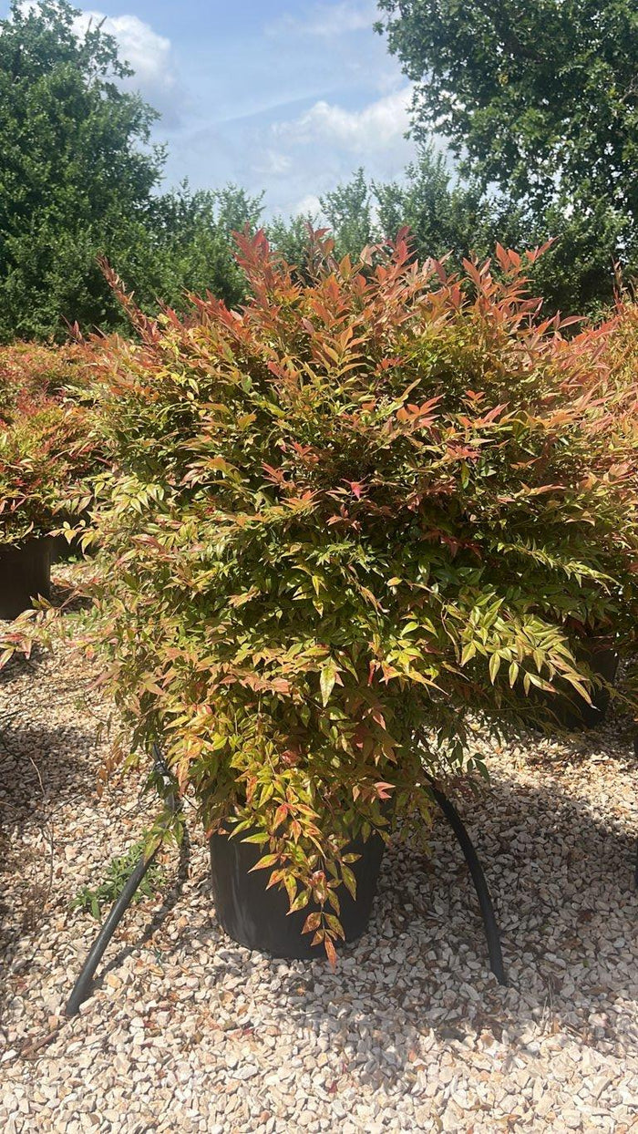 NANDINA DOMESTICA OBSESSED SEIKA Nandina