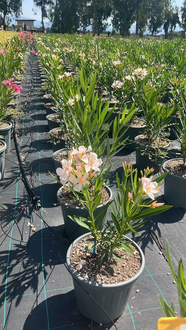 NERIUM OLEANDER ANGIOLO PUCCI Oleandro