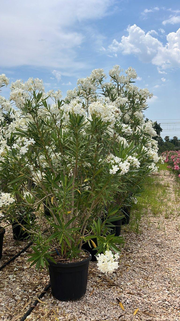 NERIUM OLEANDER BIANCO Oleandro