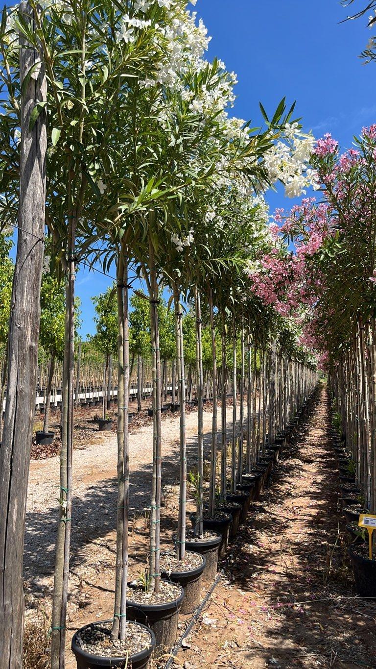 NERIUM OLEANDER BIANCO Oleandro