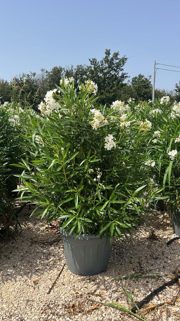 NERIUM OLEANDER BIANCO Oleandro