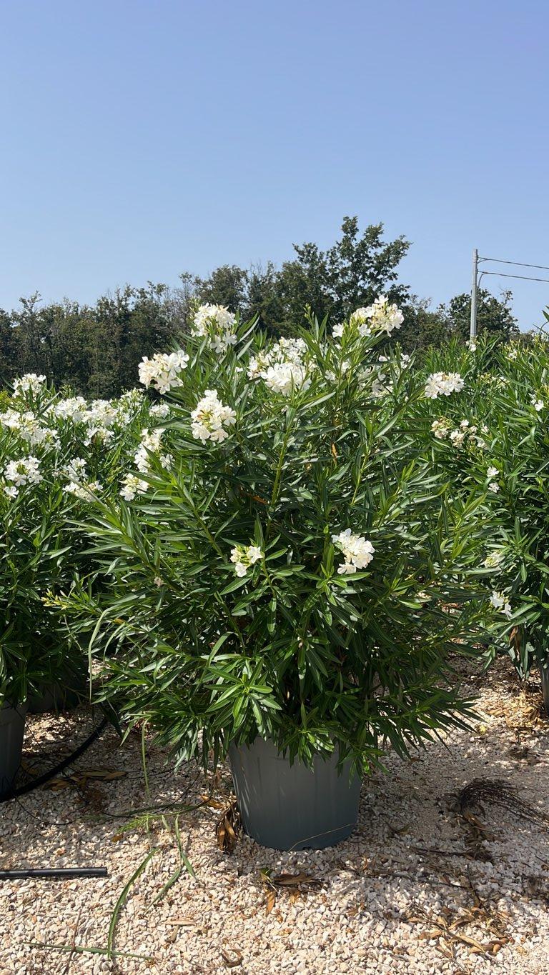 NERIUM OLEANDER BIANCO Oleandro